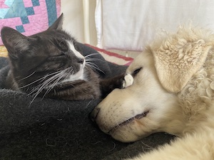 Kuvasz und Apaloosa Fohlen