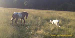 Kuvasz und Apaloosa Fohlen