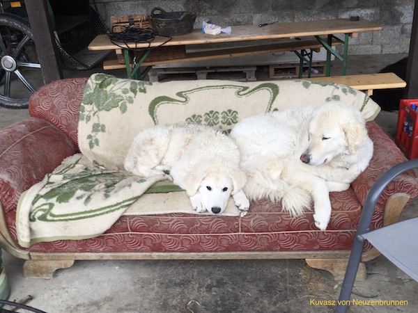 zwei Kuvasz auf einem Sofa