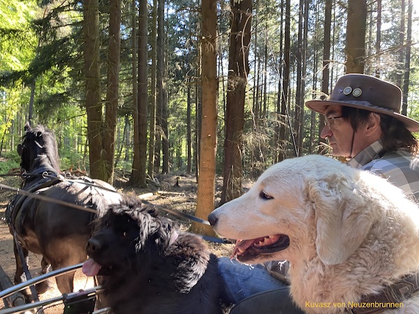 Kuvasz auf einer Pferdekutsche