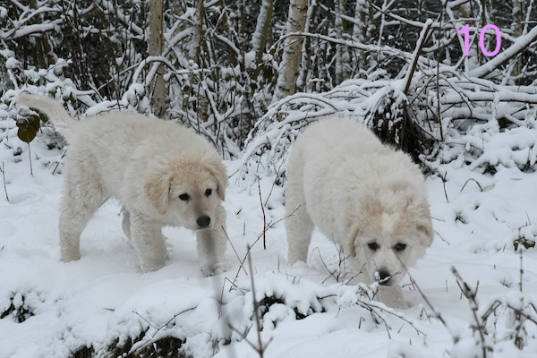 Kuvasz