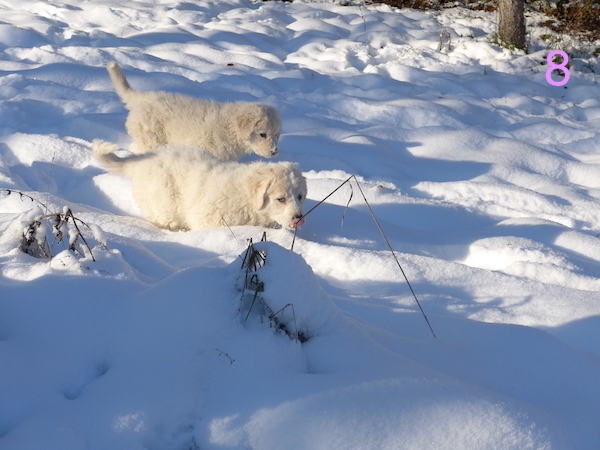 Kuvasz