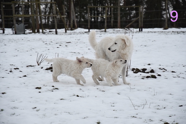 Kuvasz