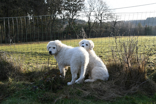 Kuvasz