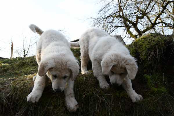 Kuvasz