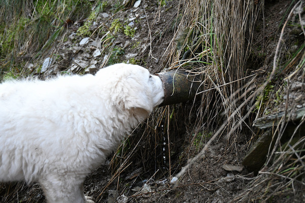 Kuvasz