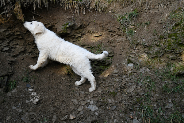 Kuvasz