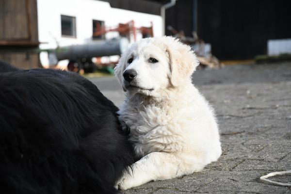 Kuvasz