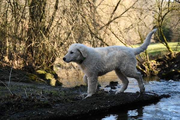 Kuvasz