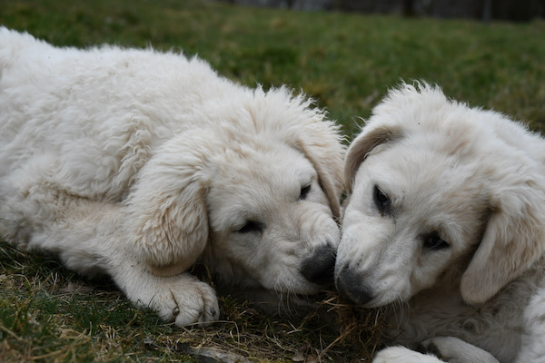 Kuvasz