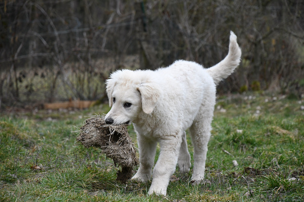 Kuvasz