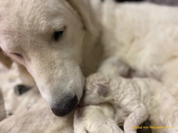 Kuvasz