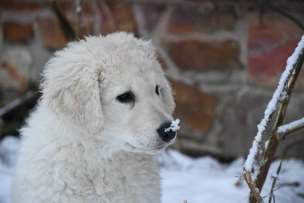 Kuvasz