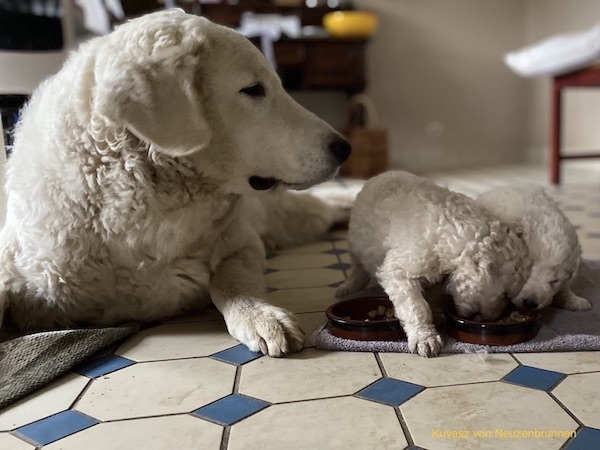 Kuvasz