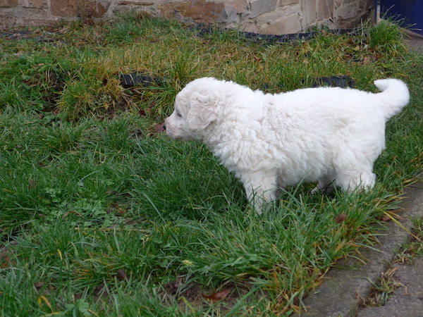 Kuvasz