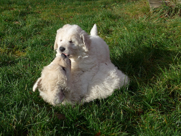 Kuvasz