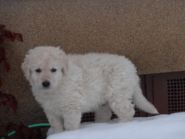 Kuvasz