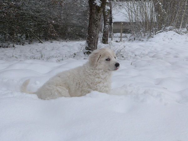 Kuvasz