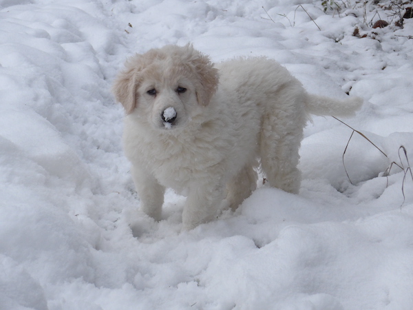 Kuvasz