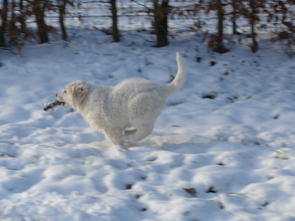 Kuvasz