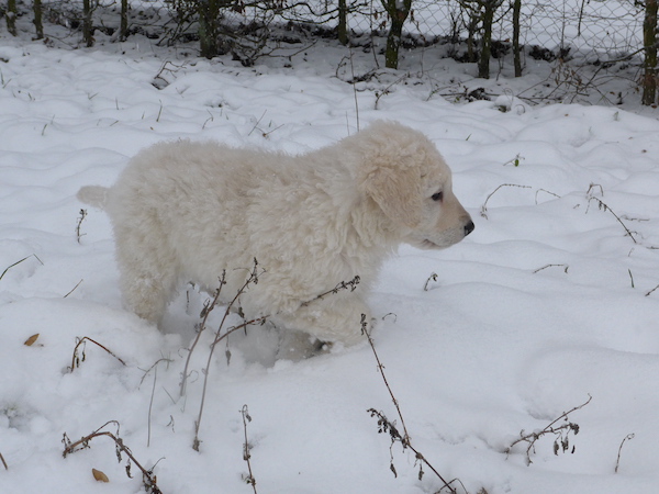 Kuvasz