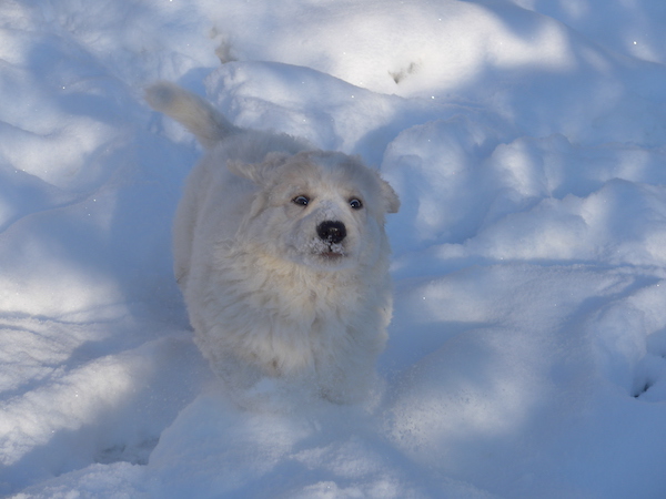 Kuvasz