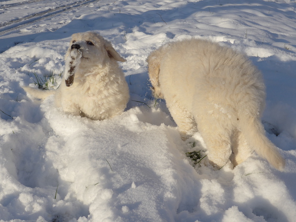 Kuvasz