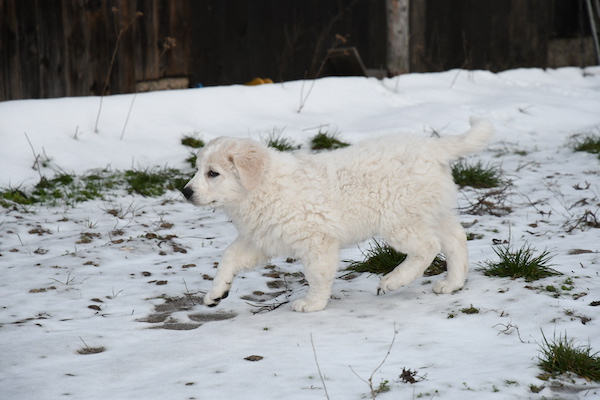 Kuvasz