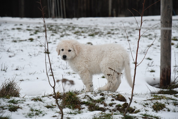 Kuvasz