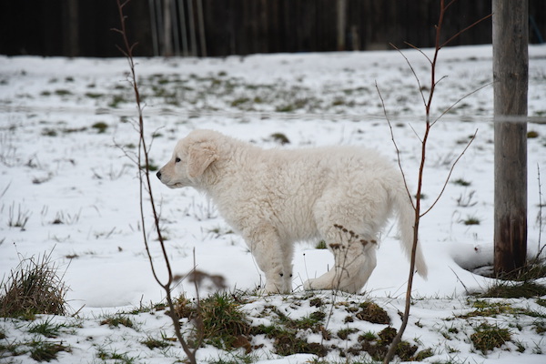 Kuvasz